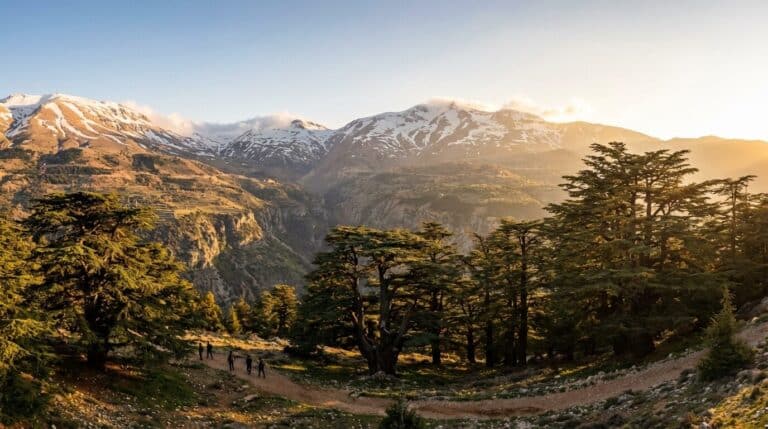 Hikers walk on a trail through the Cedars of God forest in Lebanon, with sunlit, snow-capped mountains behind.