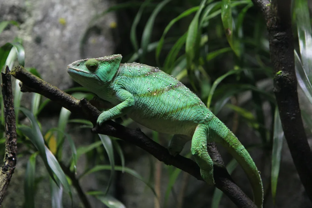 City Game Tilburg Cameleon
