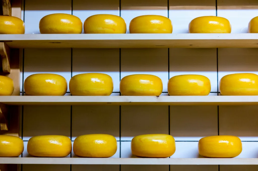 City Game Gouda Cheese