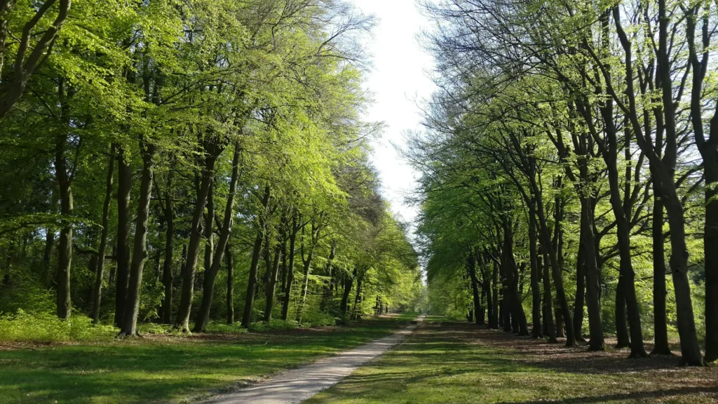 citygame ede trees and grass