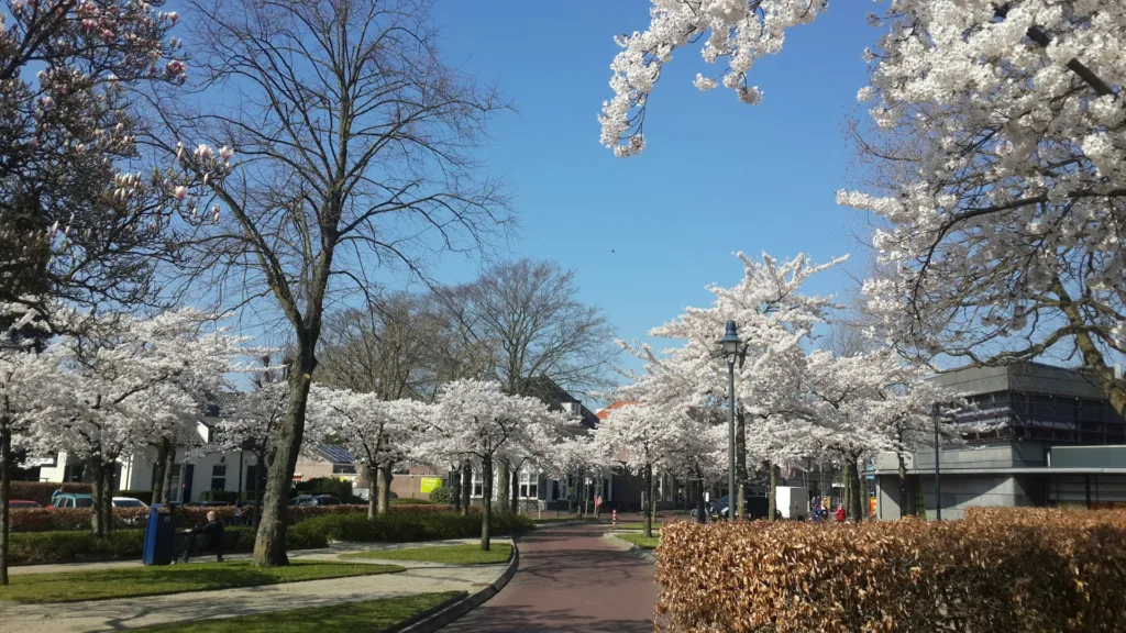 citygame ede white flowers trees