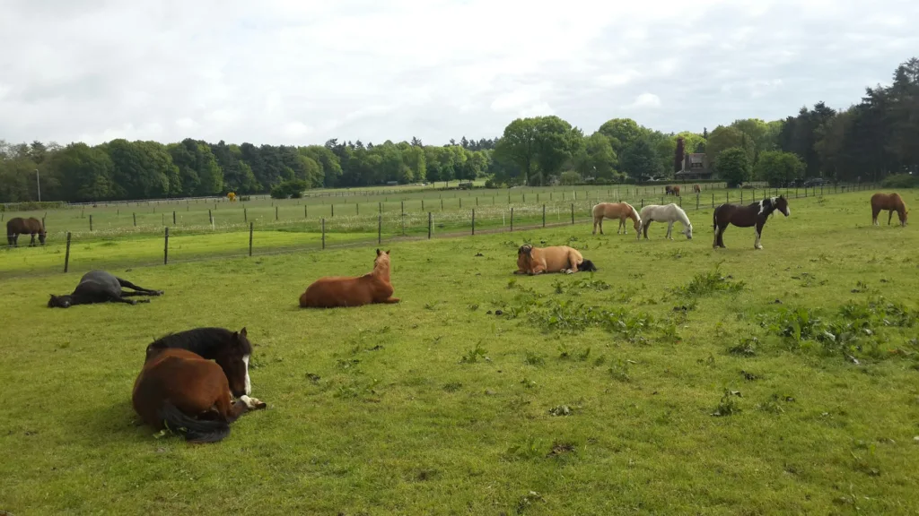 citygame ede group of horses