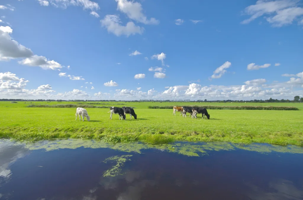 citygame hoorn herd of cattle