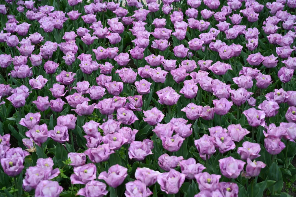 citygame ede purple flower field