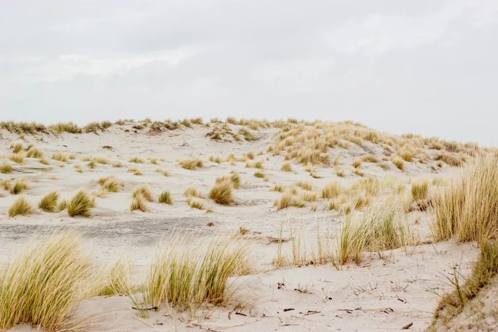 City Game Hoek van Holland the dune grass sways in the sea breeze, a natural tapestry along the coast