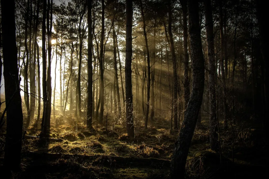citygame emmen trees in forest