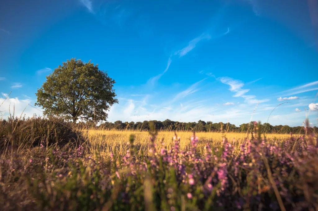 citygame emmen flowers in a field