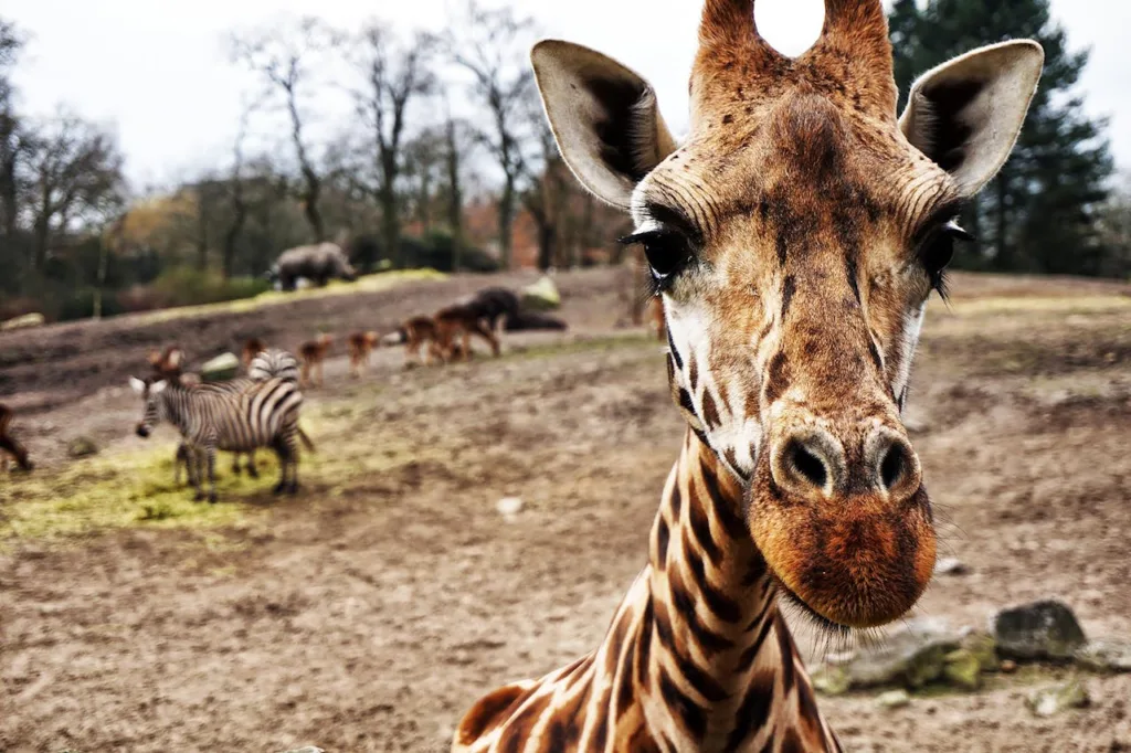 citygame emmen giraffe close up shot