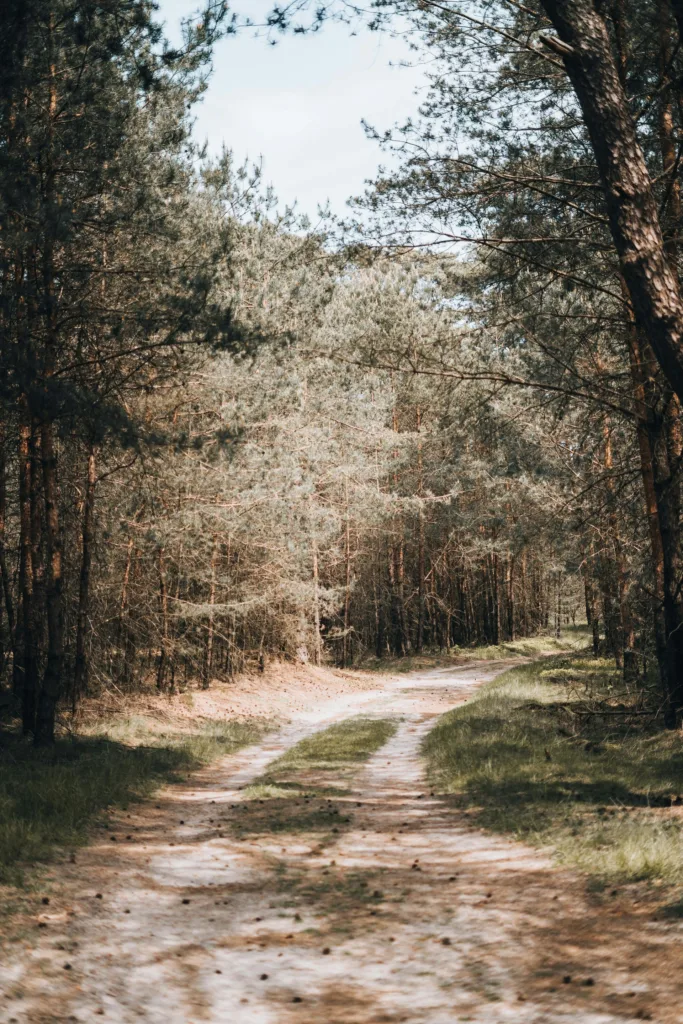 citygame ede road in the forest