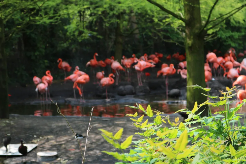 citygame hoorn group of flamingos