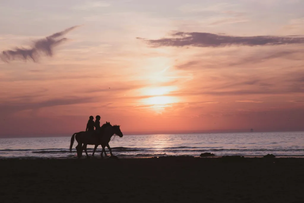 Katwijk aan Zee Horses Sea