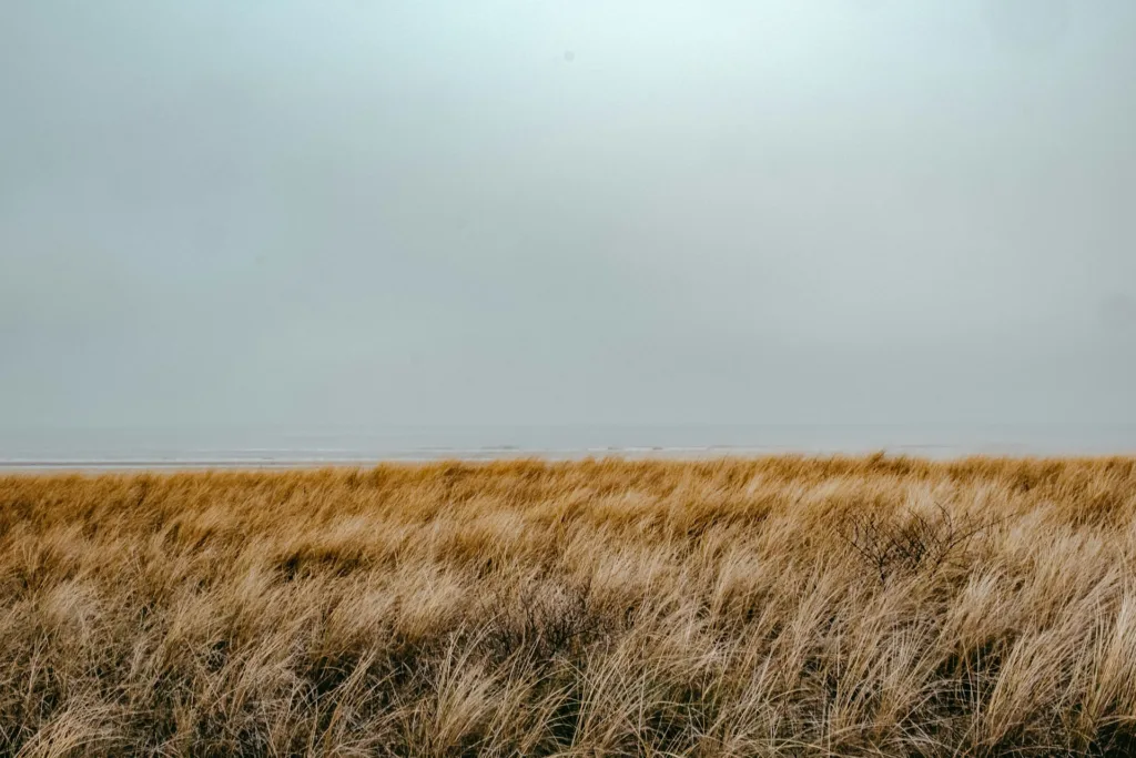 Katwijk aan Zee dunes