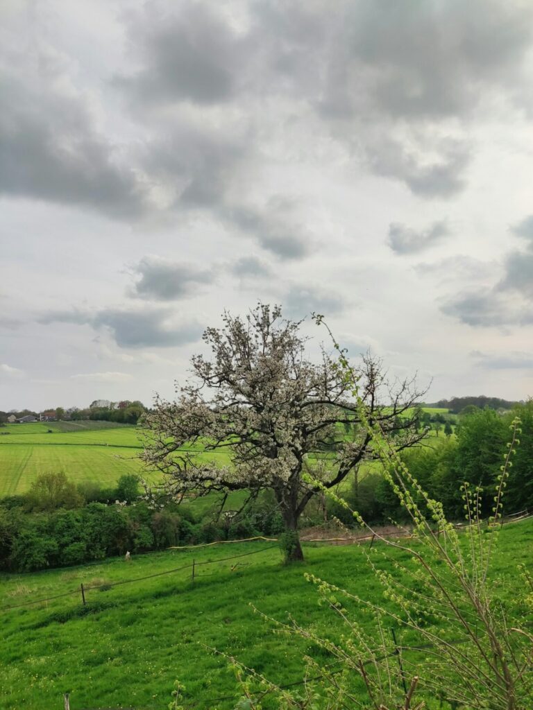 City Game Valkenburg Tree