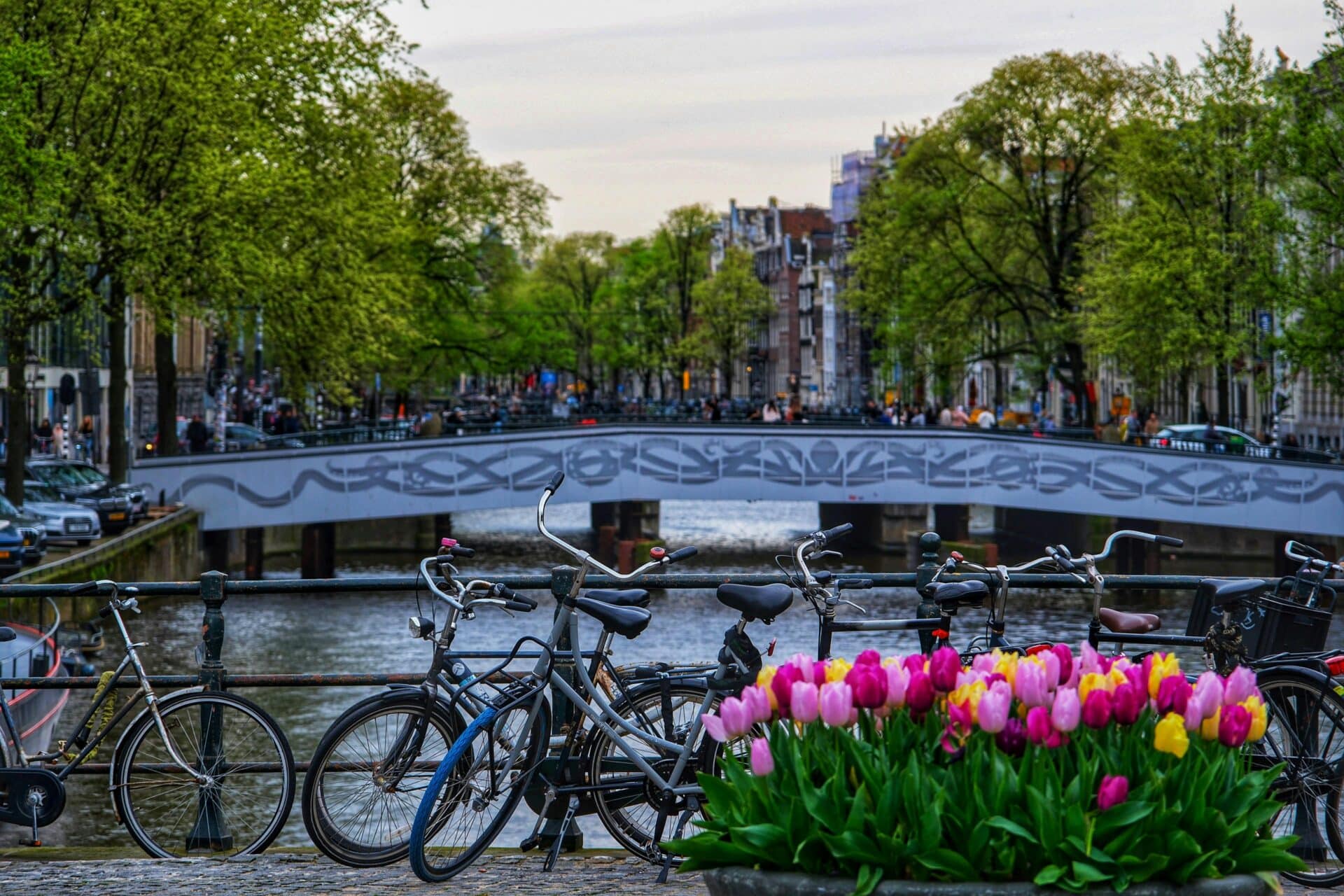 Bicycles and Tulips Along an Amsterdam Canal