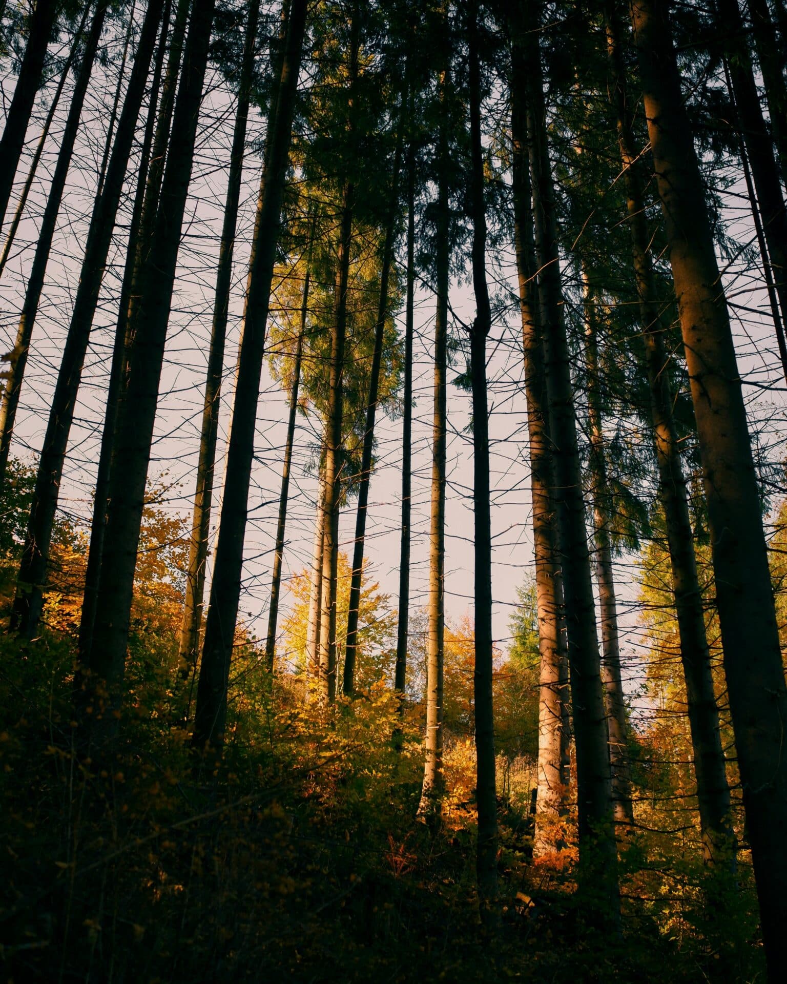 Tall Trees in an Autumn Forest Near Ypres